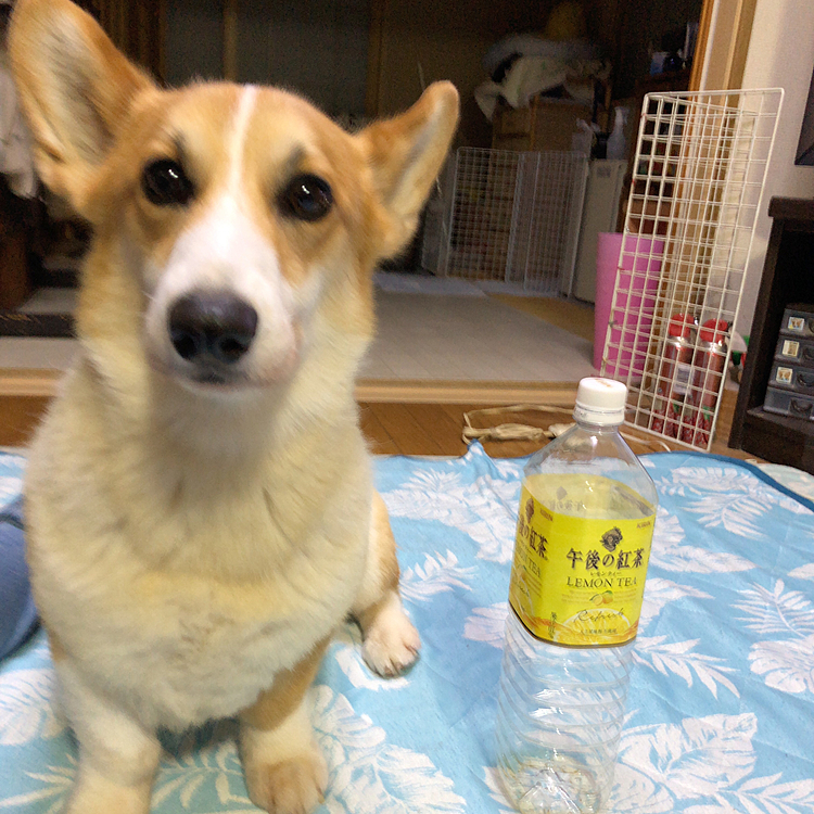次は何？💦
え？パックだとわかんないから、ペットボトルで😃これでもよくわからないじゃん？
もう諦めたおかーさん。。
小さい子だとサイズ感わかるけど、あなた大き過ぎてわからない。。
でもせっかくだから載せておこ🤣🤣🤣笑笑