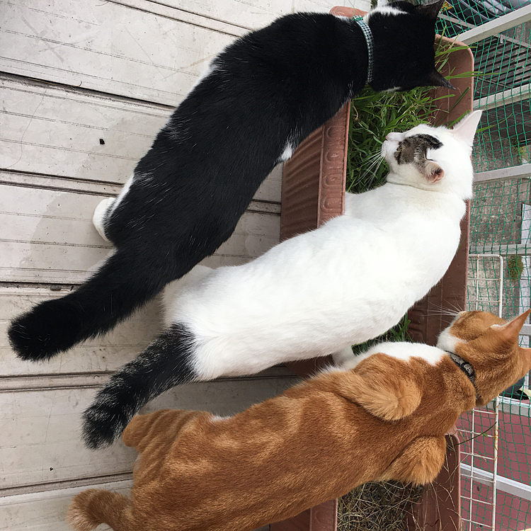 カブト、アサリ、ムギ🌾