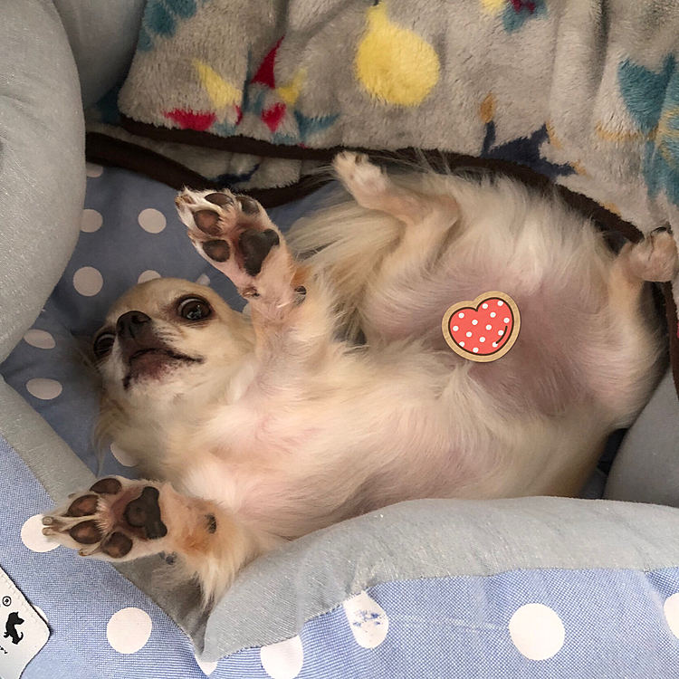 こんにちは😃
今日もくうと一緒にまったり過ごせました😊
お昼寝から起きたらホラーな格好してました🤣🤣