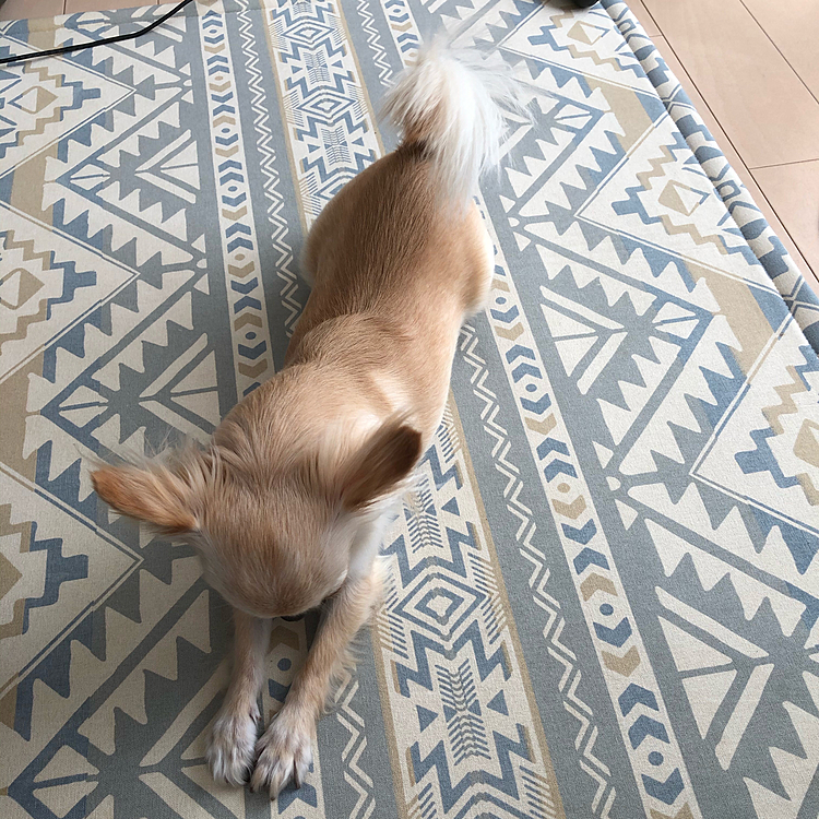 起きてきてのび〜をしてます😊