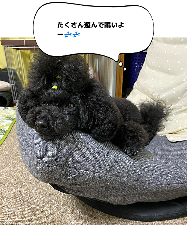 ラナは幼稚園に行って、トレーニングやお散歩楽しんだみたいです❣️
後でお兄ちゃんにオヤツお裾分けしてもらおうね🥰