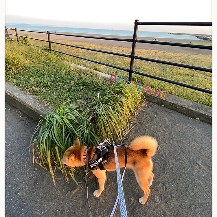 のんびり海散歩してきました🐾😊