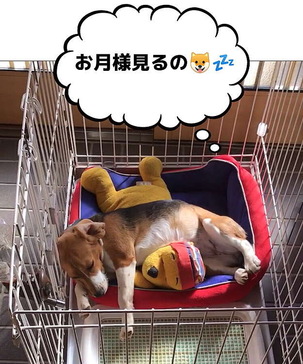 今夜は十五夜🎑🍡🌕✨
ココはお月様見たいから寝てます🐶💤😅