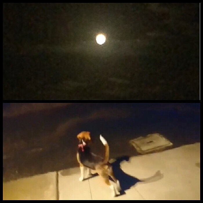 綺麗に出た〜🐶💖

今日はずっと曇り☁️だったから見れないと諦めてたら、なんとか🌕出てくれました🥰🐶

寝てて良かった〜🐶✌️😅