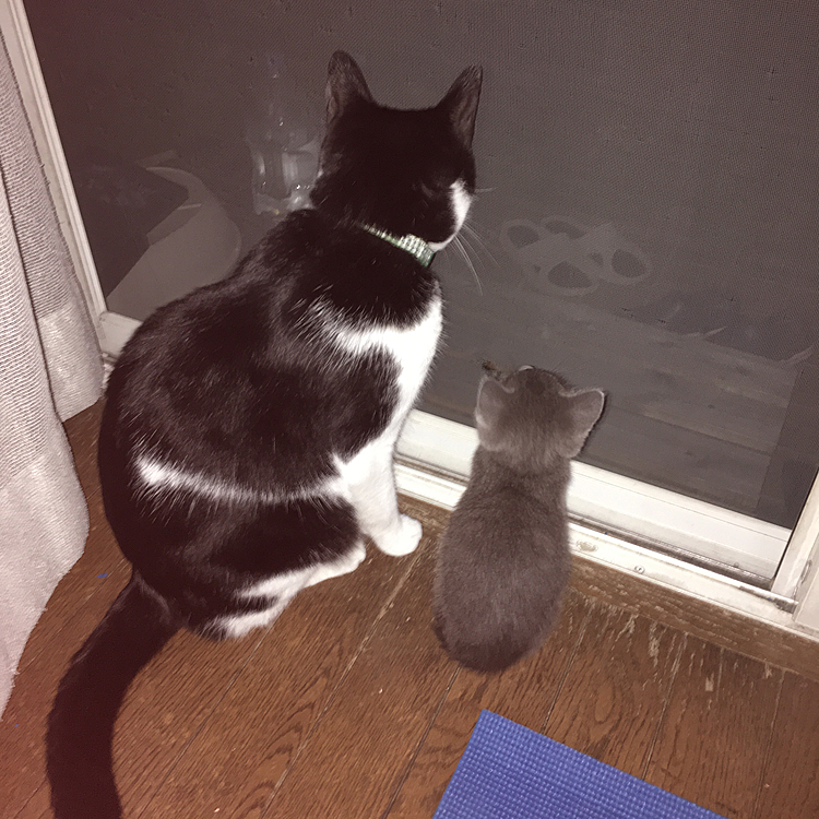 4ヶ月前、クゥちゃんがうちに来た頃♬