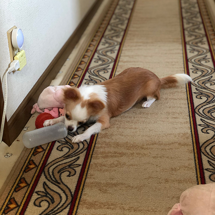 小春は今朝も絶好調🎵🐶
今日はオッサン(兄)が休みで居るので遊んでほしいみたいです🐶
でも、遊んでくれないからオッサンの背後でシレ〜っと抗議の💩しました🤣
朝からオッサン大慌てで爆笑しました😂