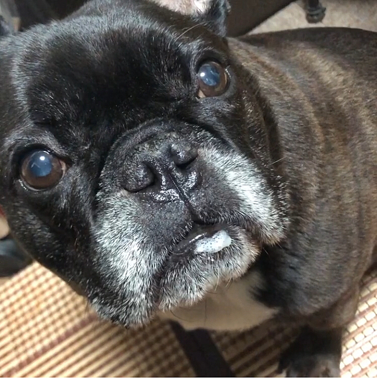 フランス犬のやしち君、お口に飲み残しの後が付いてますわよ☺️❓