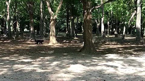 まろの好きな細くて足の速い系のワンちゃんはいませんでしたが、途中楽しく遊べました😁