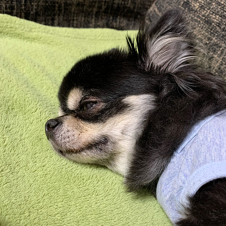 食後の睡眠タイム～♪
普段、吠えないほっくんなのに、
気持ちよさそうなお顔でブーブー
時にはワンワン寝言を言ってます（笑）
たまに、寝言でアォーンも…(´◉ω◉` )
みんなのお家のワンちゃんも寝言で
遠吠えしちゃうのかな…。。
