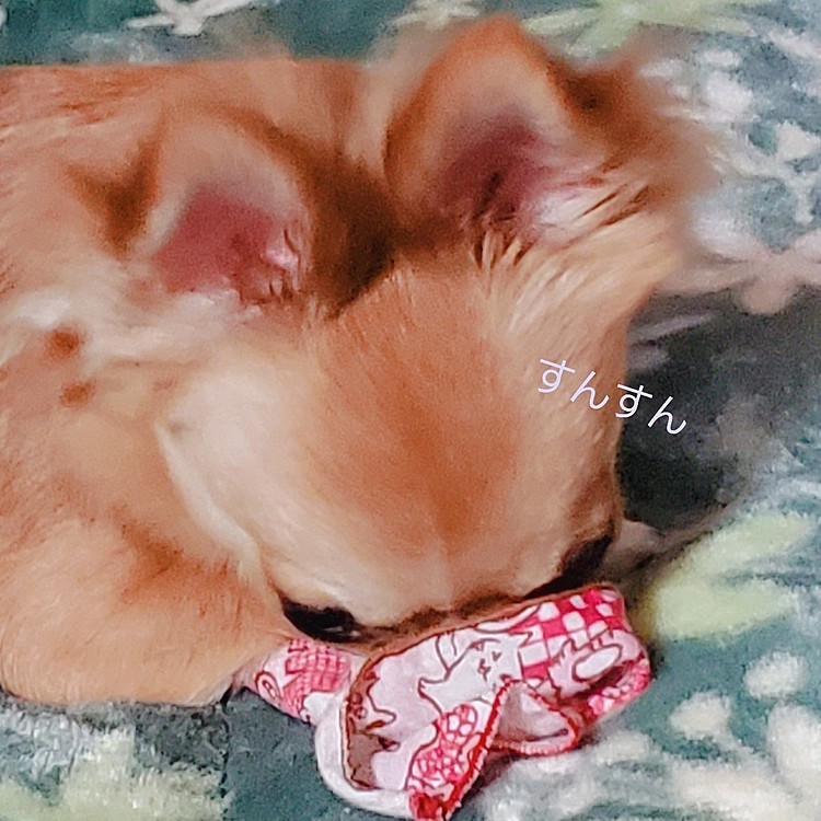 ハンカチの角をくちゃくちゃしては匂いを嗅いでいる😂
パピーの頃はよくやってたけど、久々に見たなぁ💕