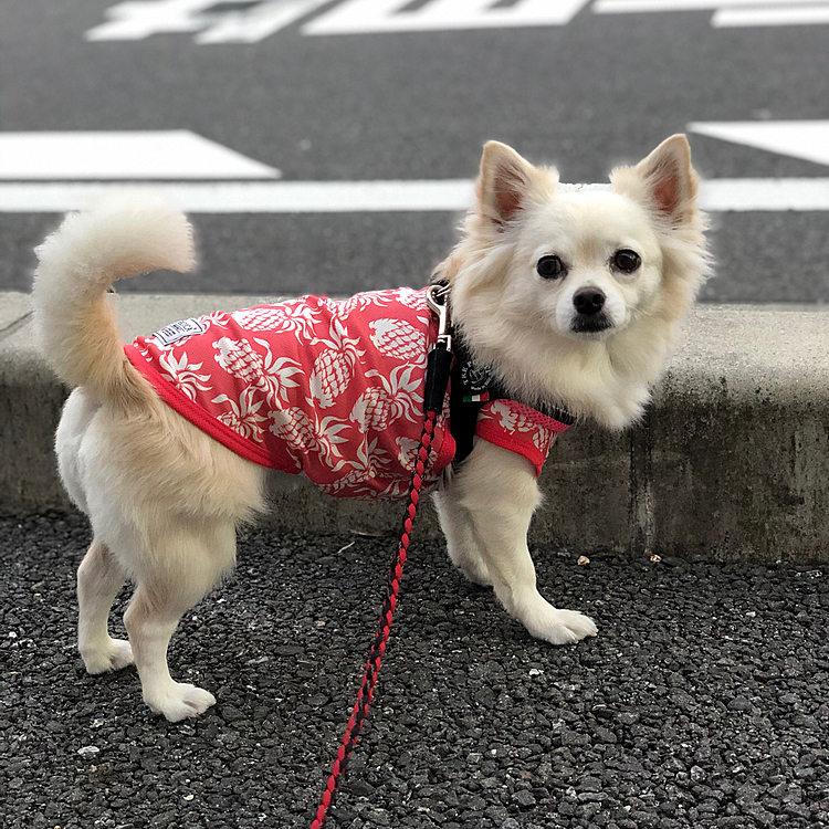 おはようございます☀
小雪は今朝も元気いっぱいお散歩してきました🎵🐶