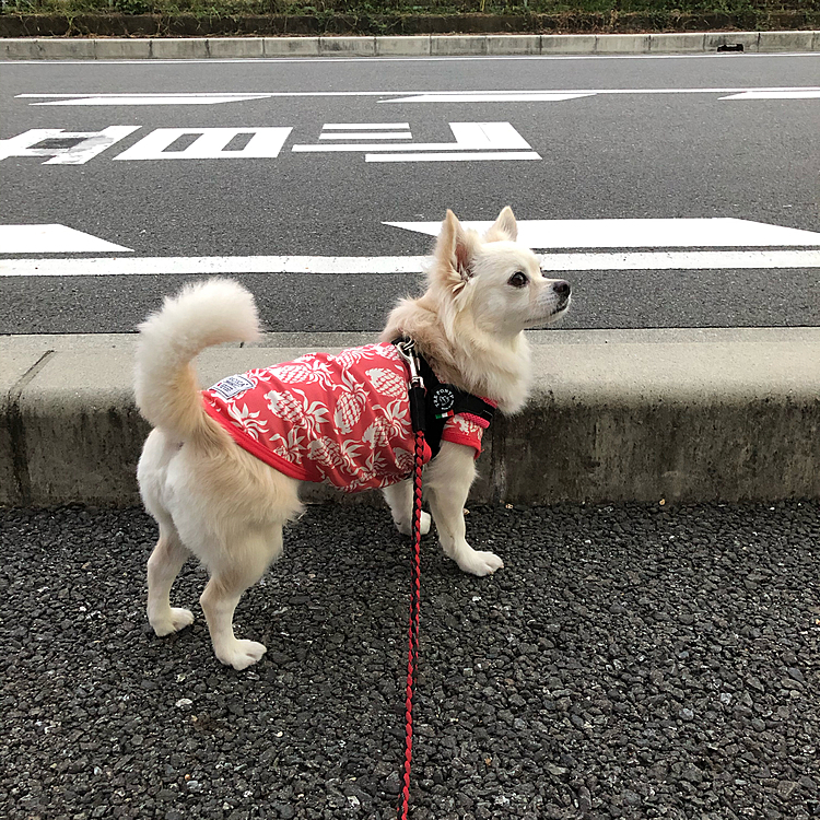 また鳥さんが気になってたね😁
しかし、小雪よ…
胴長やなぁ🤣