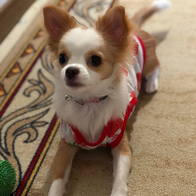 小春は朝からボール＆オモチャ遊び🎵🐶
ぴょんぴょん子鹿走り〜😂