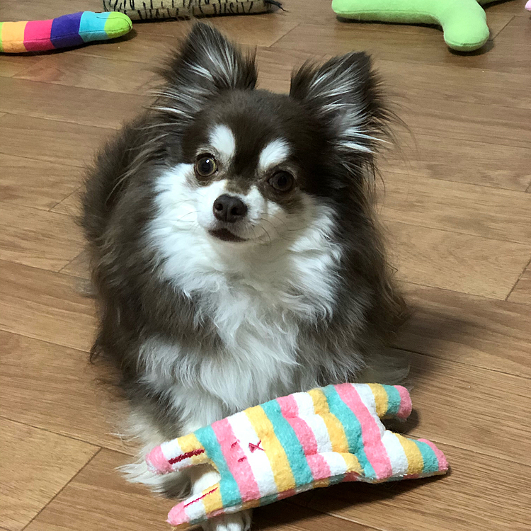 先週の水曜日、スゥちゃん、動物病院🏥に連れて行ったら、先生に、指間炎なので、毎日足を洗って下さい、と言われました🙇‍♂️

しかも、薬用シャンプー🧴なので、シャンプー🧴つけて10分はそのまま、と言われました💦

簡単に言ってくれるけど、スゥちゃん、じっとしてないので大変💦

でも、スゥちゃんの為に頑張ります🙇‍♂️