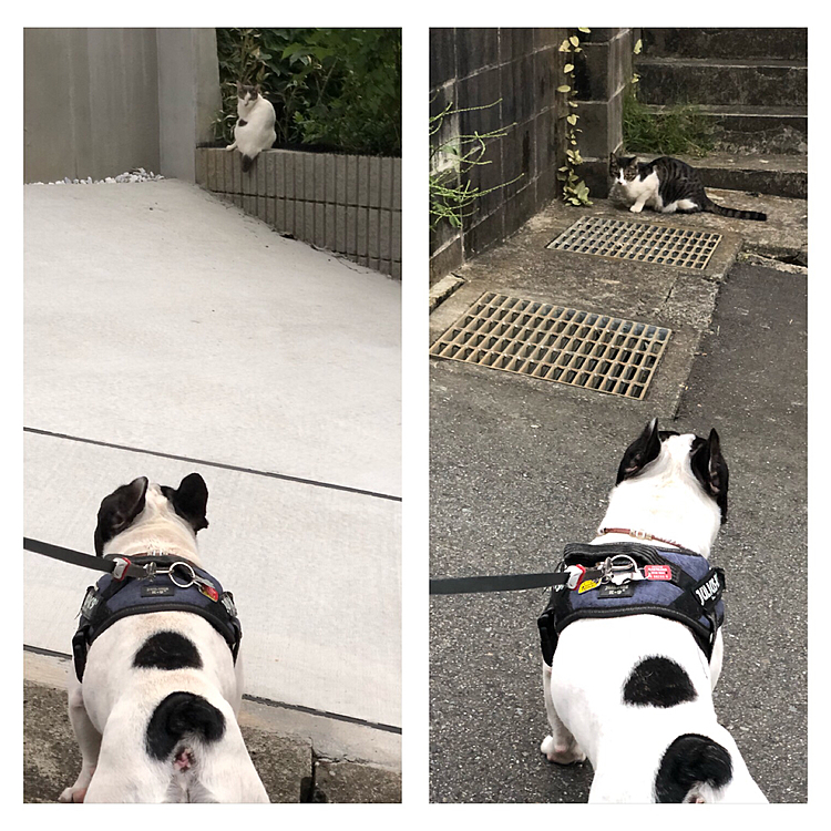 夕散歩はニャンコ街へ。