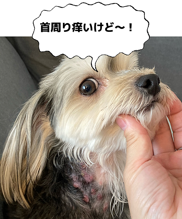 昨日の朝、お散歩して、パパもママもお仕事。
帰宅後にママが首周りにブツブツを発見！
本日朝から通院しました。
薬をもらったので、早く治るといいなぁ。
お散歩も外出もお預け😭