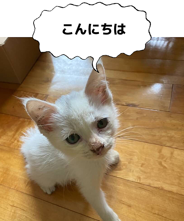 御報告

な な なんと！
推定1ヶ月程のニャンコ保護しました

家族が鳴き声が聞こえるのできになって
外に出たら道路をテトテト歩いていたらしく
車に轢かれたらマズいと連れ帰ったらしい

いやはやビックリですよ・・・
家族はもう飼う気マンマンで
その日のうちに病院連れて行きの・・・
猫風邪引いてるので薬をもらいの・・・
他のニャンズから隔離で一部屋解放の・・・
今日で3日目
どうなります事やら  ✌️