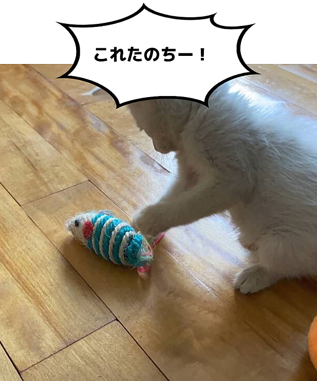 2日目にしておもちゃの楽しさを満喫中
目は目ヤニバッチリ
足はちょっと薄汚れてます
少し元気に(十分げんきですが)
なったら身体キレイキレイしましょうね