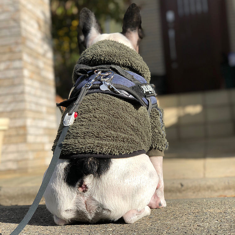 忠犬まろ公、今朝は一緒に家を出る娘を座って待ってます😄