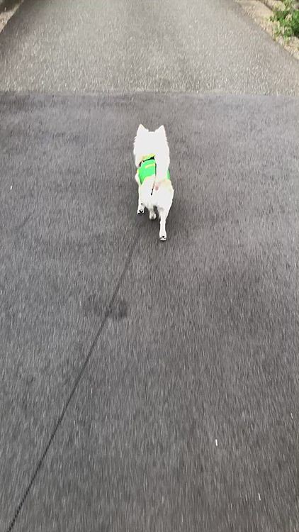 小雪は今朝も元気いっぱいお散歩してきました🎵🐶
よく行くコースから少し逸れて、緩やかな坂の住宅街へ行ってみました🐾👣
緩やかな坂って何気に程よい運動よね👍😁