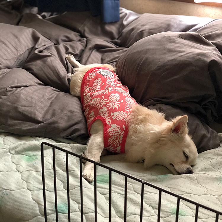 昨日のお昼寝タイム💤
こぼれる小雪🐶
相変わらず寝相悪いね〜🤣