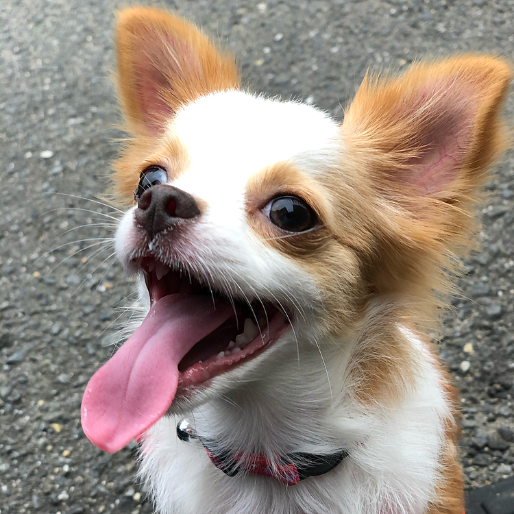 小春も今朝は元気いっぱいお散歩してきました🎵🐶
なんか…ベロ長い❓🤣