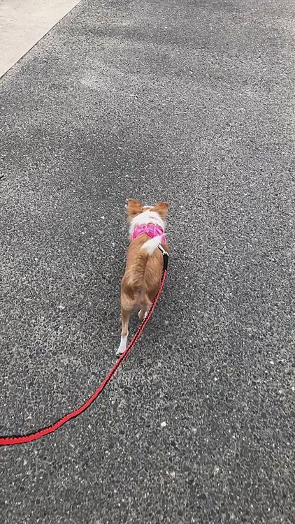 まだまだビビリながらやけど、歩きます🐾👣
でも、側溝のグレーチングや、踏切のレールは怖くて飛べな〜い🤣