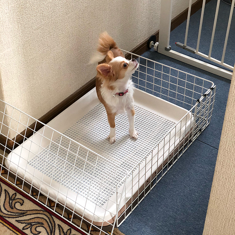 廊下のトイレを覚えてもらう為、軟禁🐶
この低い柵ですらビビッて飛べな〜い💦
廊下のトイレ…教え方が悪いみたいで、なかなか覚えてくれません😭
みんなどうやってトイレ教えてはるんでしょうか❓😭