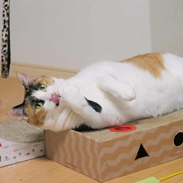 ベロンチョ