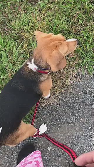 絡まった‼️😅


最後のお散歩🐶になってしまったね🥺
1年が早かったなぁ〜

お友達みんなに優しくしてもらって嬉しかったよ❣️
ありがとう🥰🐶🍀💖