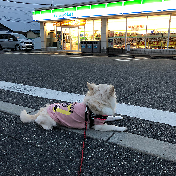 おはようございます☁️
まだ薄暗い中、小雪は元気いっぱいお散歩してきました🎵🐶
帰り道、近所のコンビニ前で休憩❓