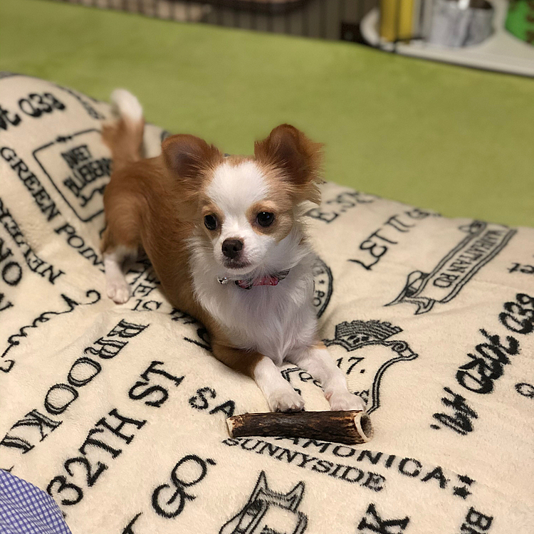 小春は鹿の角をガジガジしたり、オモチャで遊んだりと朝から大忙し🎵🐶
ちょっと目離したらカーペットをガジガジ💦
元気いっぱいです👍😊