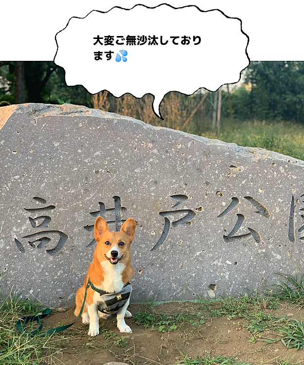 皆さんこんにちは😅
ものすご〜くサボっておりました💦
コロナの関係で今、早出早帰りで働いてまして、今日は午後からお天気も良かったので、新しくできた公園にお散歩に行きました☺️