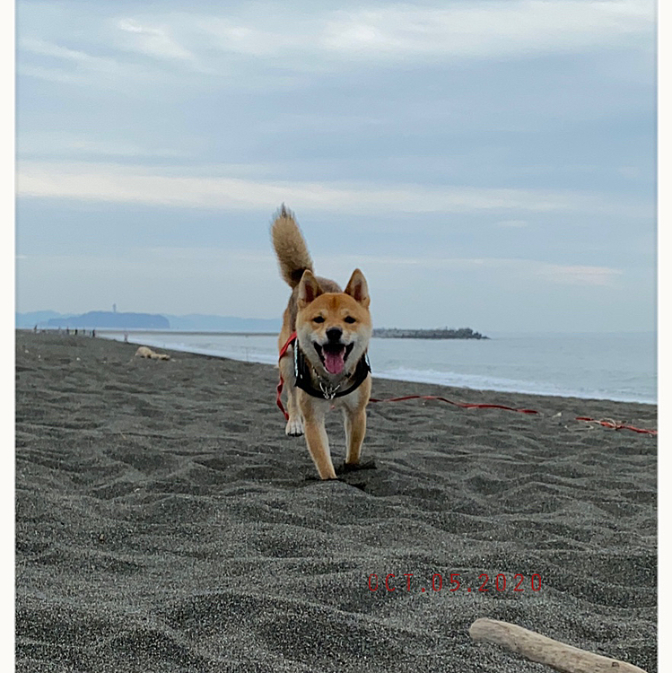 今日はロング散歩🐾
櫂のおやつもいつもより少し多めに持って海でのんびりしました😊