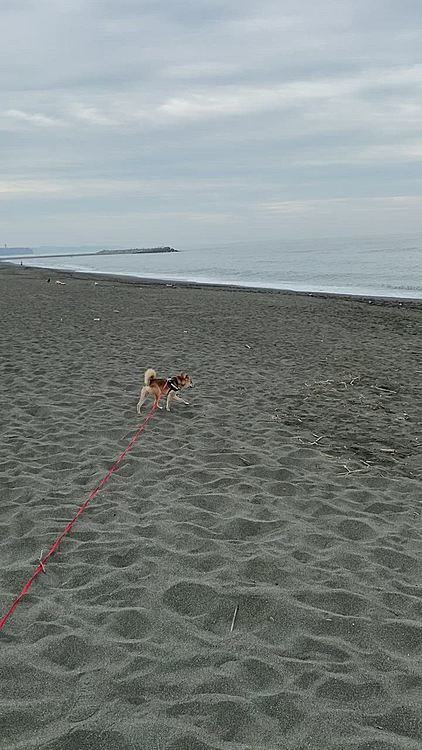 海沿いのサイクリングコースもけっこう歩いたのに櫂は砂浜でも元気です😆