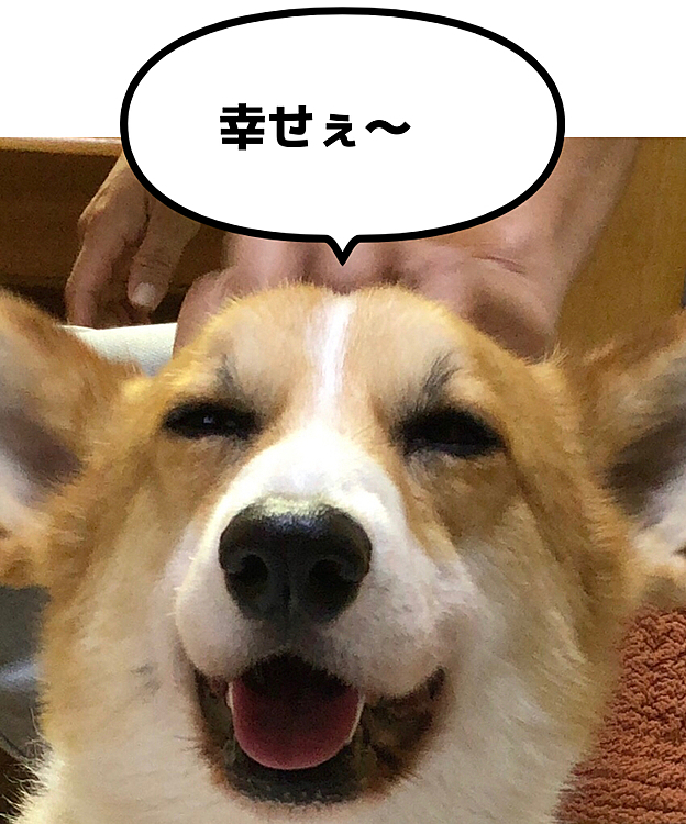 おとーさんにナデナデされて極楽笑顔😍
なんて、幸せな笑顔だ🤣🤣🤣
あなた最高だね😃