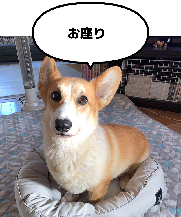 座ると丁度いい💦
座布団ですか？これは🤣