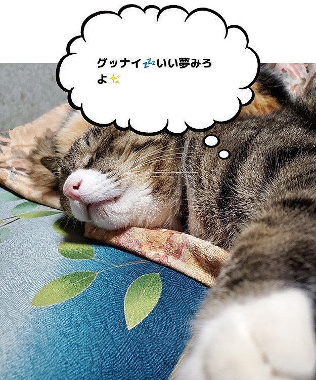 初投稿です☺️
トラ♂️のスヤスヤタイム😪人見知りでも寝るときは無防備なのね🤭