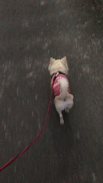 小雪は今朝も元気いっぱいお散歩してきました🎵🐶
肌寒さに負けずスタコラサッサ〜🐾👣
いい感じのペースで歩いてくれました👍😊
