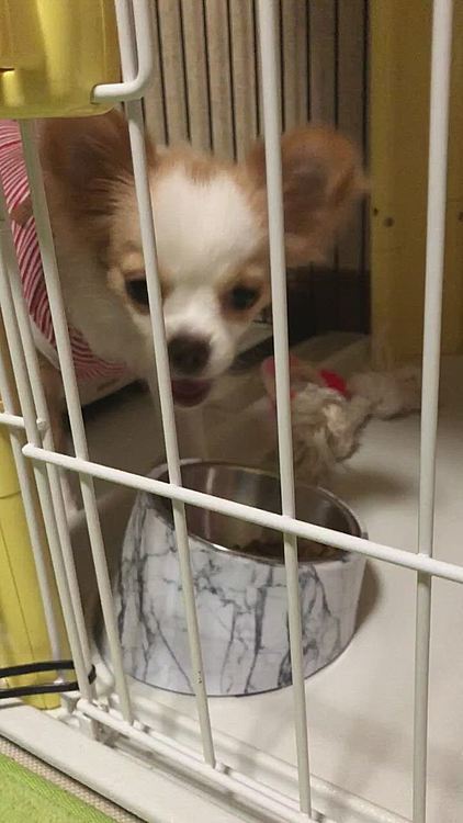 小春は朝からご飯モリモリ〜🎵🐶
歯の生え替わり中やから小粒フードは噛みにくいみたいやけど、頑張って食べてます👍😆