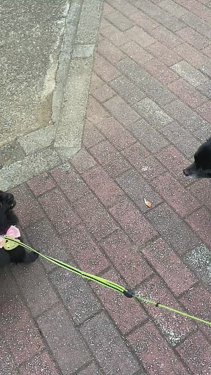 ご近所で、お互いよく間違えられるくろちゃんです🤣くろちゃんはチワワさん😊ビビリなうにはいつもこの距離💦くろちゃん寄って来てくれたのに😤