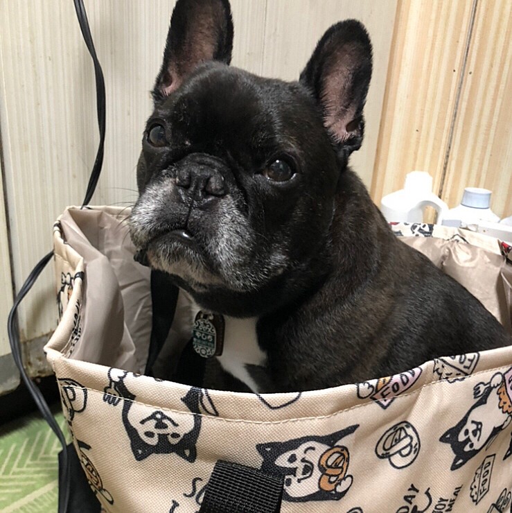 いやいやいや！バッグに入ってもどこへも行きませんよ？