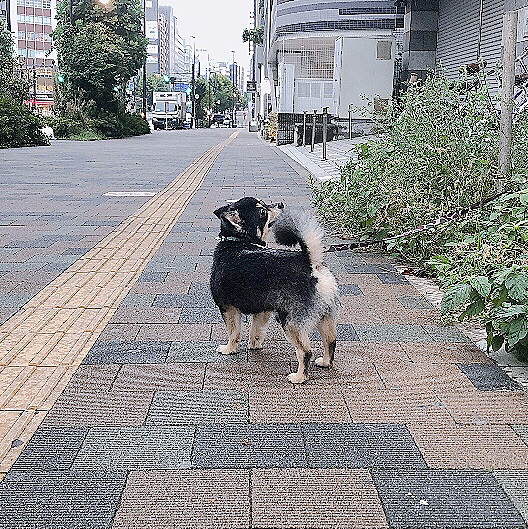 大きいお友達と遊んできました♪

飼い主さんになんてお利口さんなの〜🥰って褒められたとらくん🐯🌟

嬉しそうでした🤣笑

