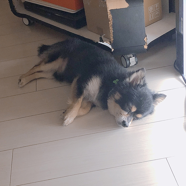 
遊び疲れちゃった(*_ _)zzZ

