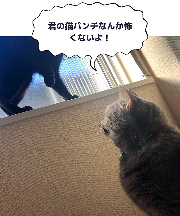 先住の貫禄。いつも猫パンチをスルーします。