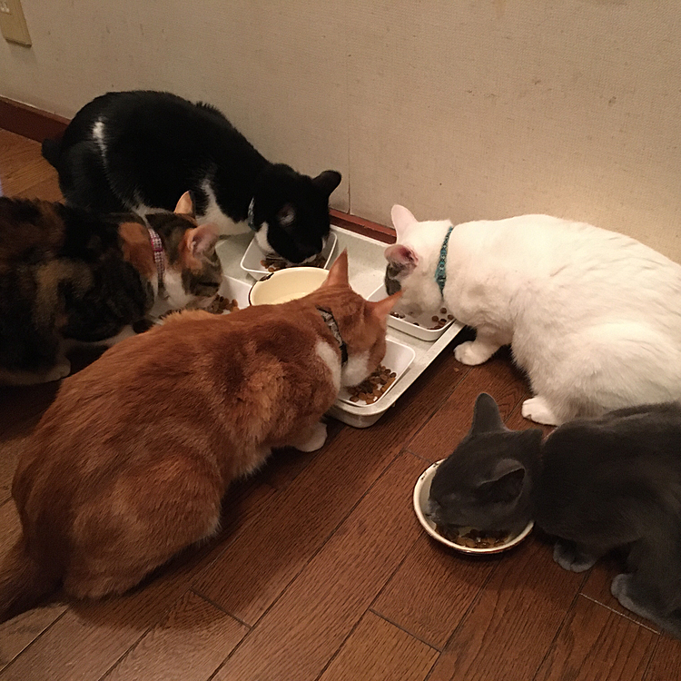 みんなでゴハン(*^^*)
クゥちゃん先月去勢手術もすみ、もう６ヶ月になったので、みんなと同じゴハンを食べることにしました♪
中身は一緒だけど、自分のお皿はコレって思ってるらしい(^^)