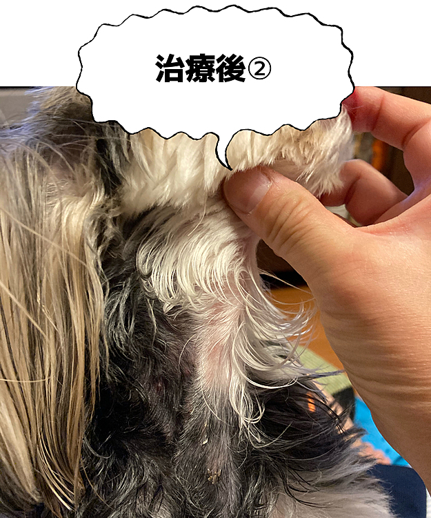 まだ完全に綺麗には戻って無いですが、赤みや腫れがひきました。
もう少し、消毒と軟膏を頑張ります。