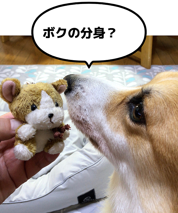 テレビの前に置いてあるマスコット😍
そーいえばこれコギだよ💦
こんにちは、ボクコーギー😃って言ったら🤣
まある、返事するかのようにクンクン止まらず🤣笑笑