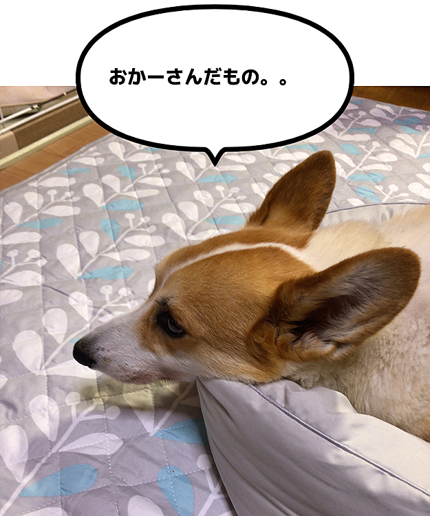 ボクたんのおかーさん、思い込みで買ってくるからなぁ💦
ボクたんだって全身入れて寝たい時もあるし。。💦
でも母は知ってる🌀
この方が飽きやすいことを🌀
なので様子見💦