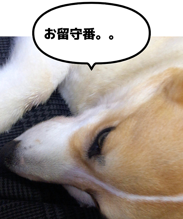 明日からお留守番って言われまちた🌀
だから甘えてやるもん😃
重いって言われても甘えるもん😃
だからお留守番頑張るもん😃
そーだよー😃頑張れ🤣
ではゆっくりおやすみなさい💤
また明日😃